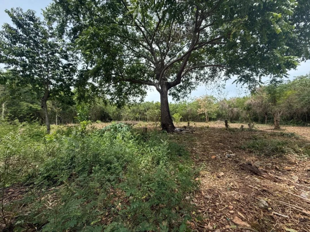 Land en Guayacanes (Cabecera), Juan Dolio