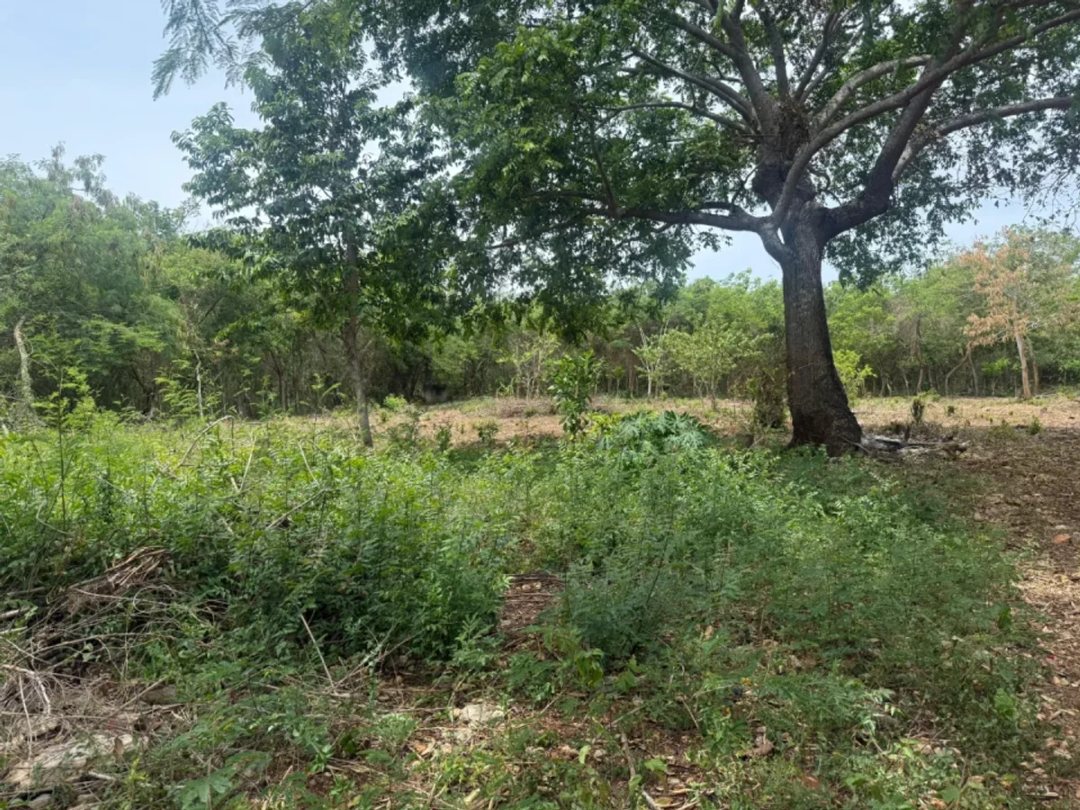 Land en Guayacanes (Cabecera), Juan Dolio